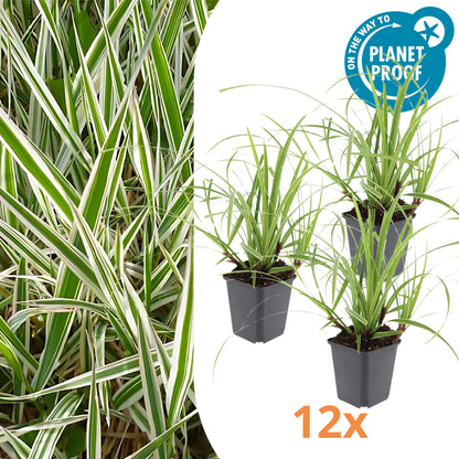 12x Japanse zegge - ↕10-25cm - Ø9cm