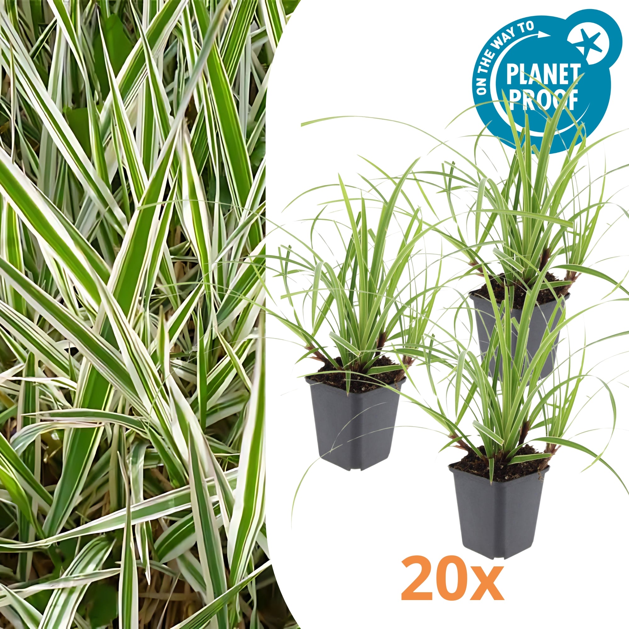 20x Japanse zegge - ↕10-25cm - Ø9cm