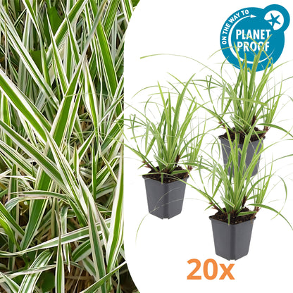 20x Japanse zegge - ↕10-25cm - Ø9cm