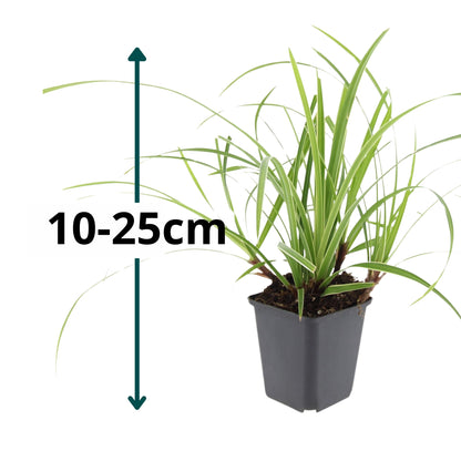 6x Japanse zegge - ↕10-25cm - Ø9cm