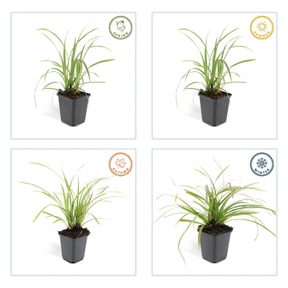 6x Japanse zegge - ↕10-25cm - Ø9cm