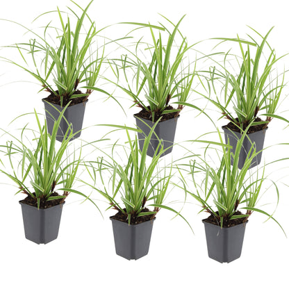 6x Japanse zegge - ↕10-25cm - Ø9cm