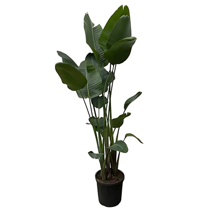 Paradijsvogelplant - ↕250cm - Ø50cm