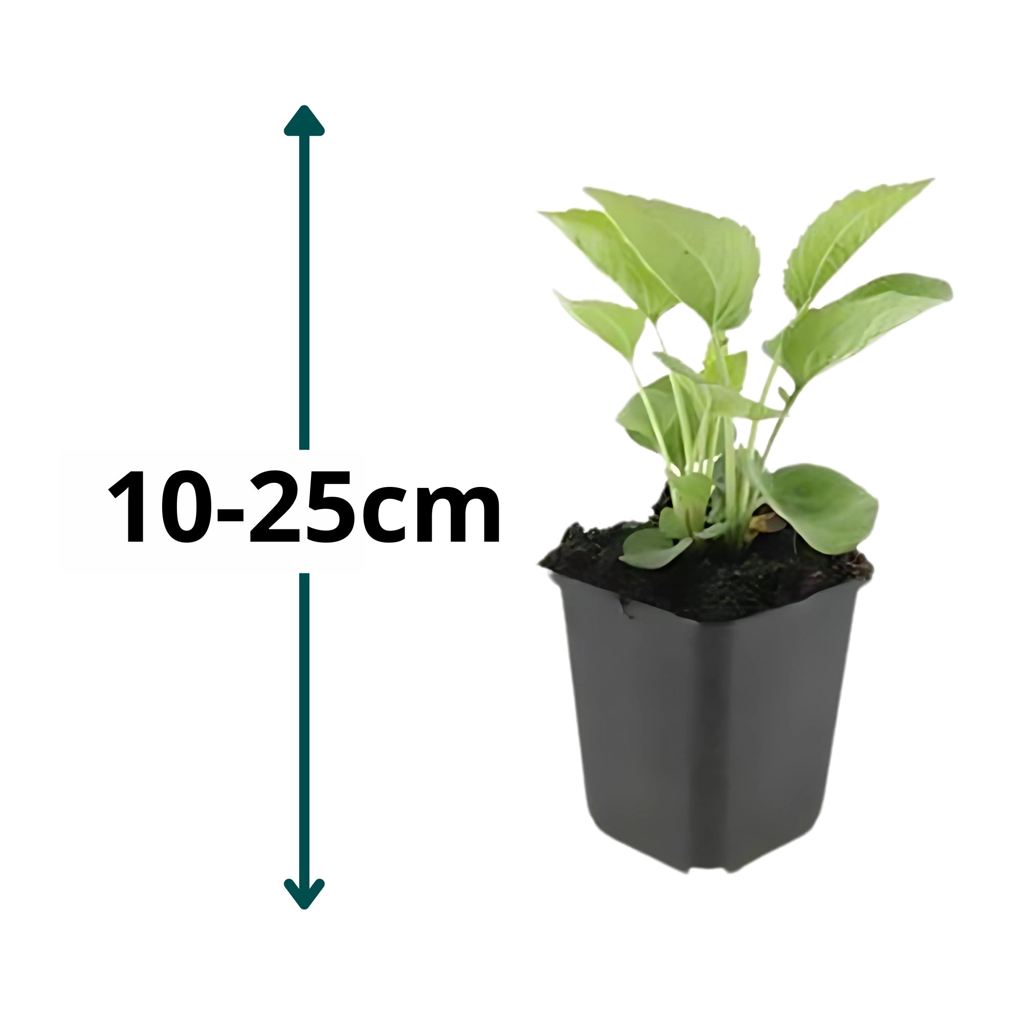 6x Zonnehoed - ↕10-25cm - Ø9cm