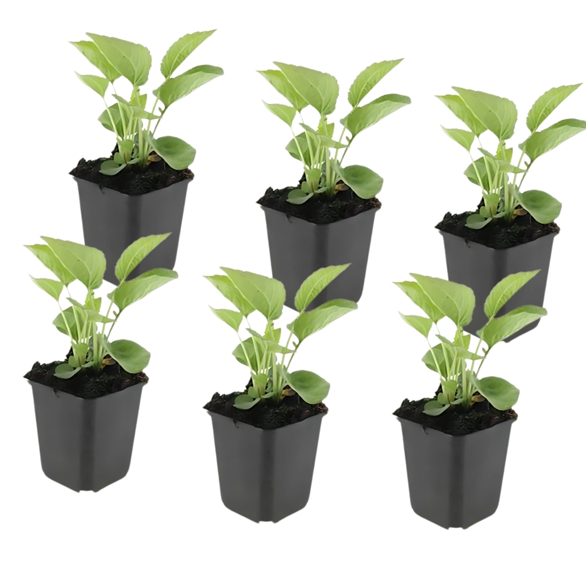 6x Zonnehoed - ↕10-25cm - Ø9cm