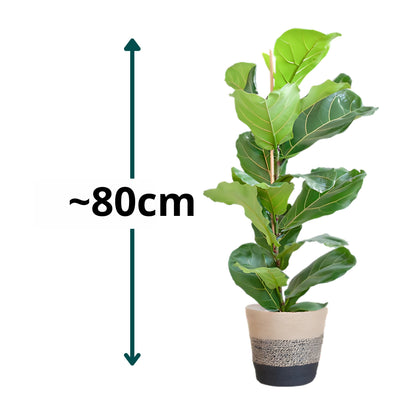 Vioolbladplant struik ↕80cm - Ø21cm | Met Lissabon mand - Zwart