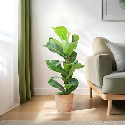 Vioolbladplant struik ↕80cm - Ø21cm | Met Sofia mand