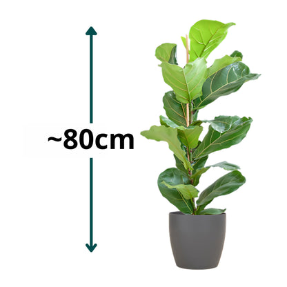 Vioolbladplant struik ↕80cm - Ø21cm | Met Viber pot - Grijs