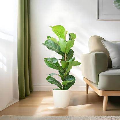 Vioolbladplant struik ↕80cm - Ø21cm | Met Viber pot - Wit