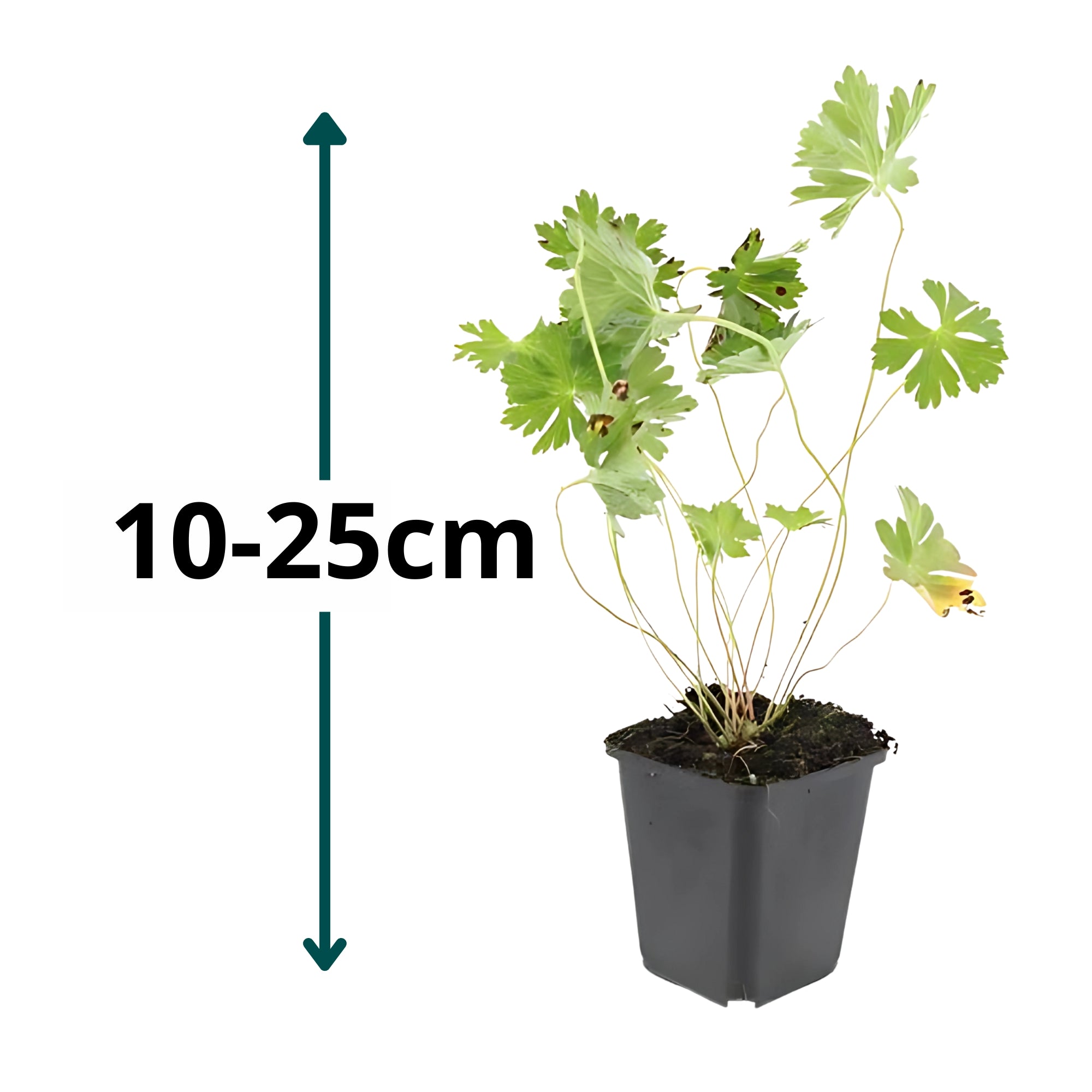 6x Ooievaarsbek - ↕10-25cm - Ø9cm