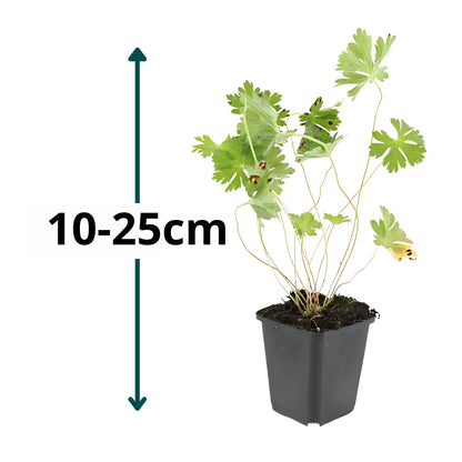 20x Ooievaarsbek - ↕10-25cm - Ø9cm