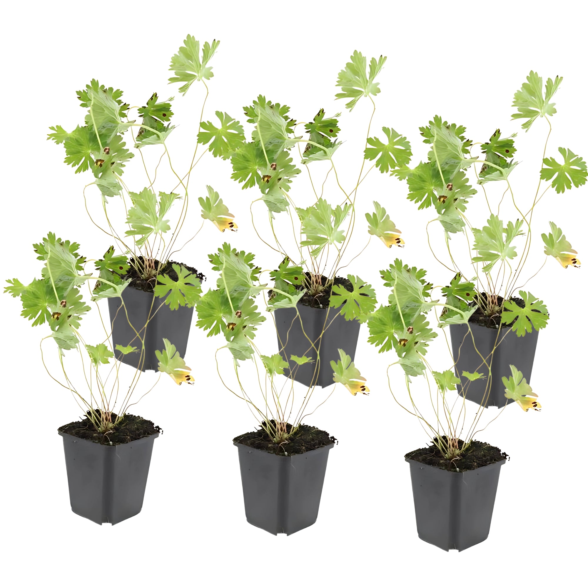 6x Ooievaarsbek - ↕10-25cm - Ø9cm