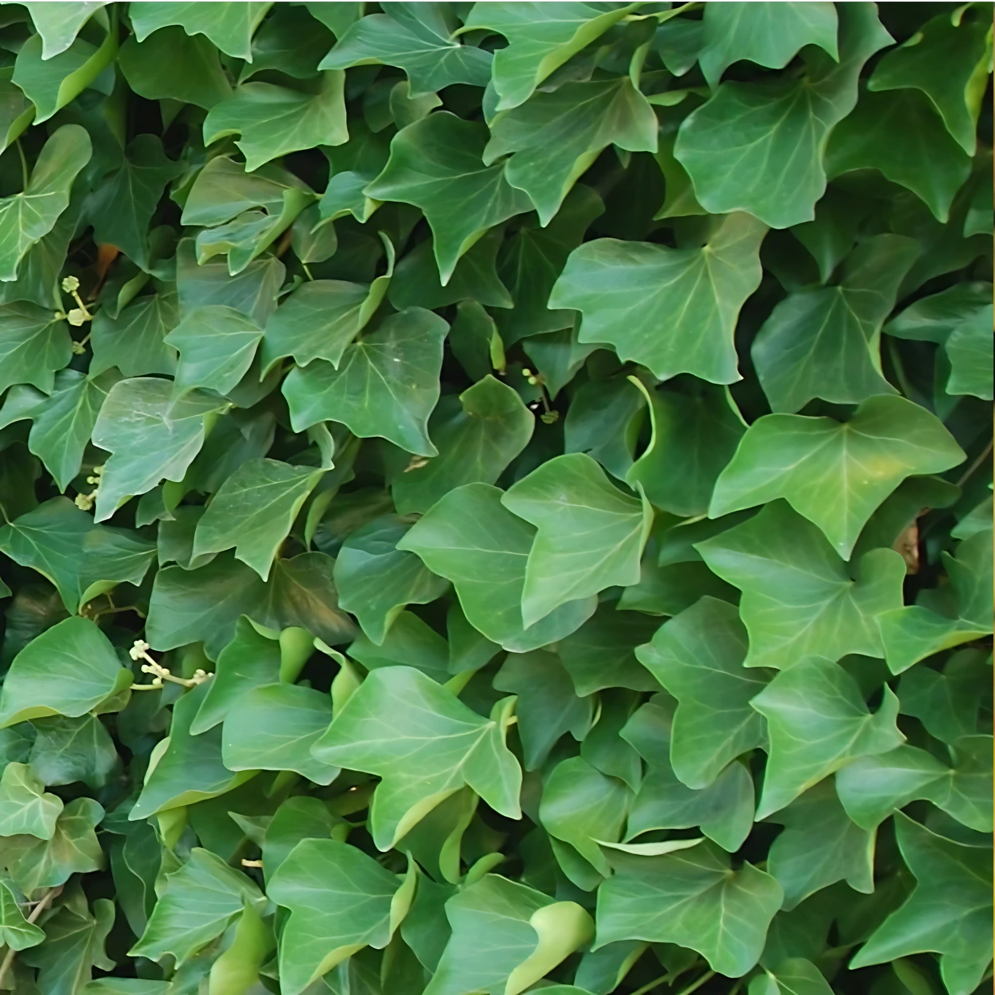 12x Ierse Klimop - ↕10-25cm - Ø9cm