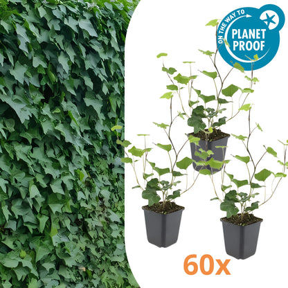 60x Ierse Klimop - ↕10-25cm - Ø9cm