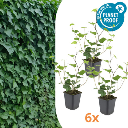 6x Ierse Klimop - ↕10-25cm - Ø9cm