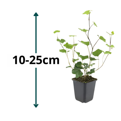 6x Ierse Klimop - ↕10-25cm - Ø9cm