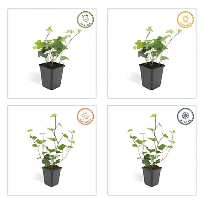 6x Ierse Klimop - ↕10-25cm - Ø9cm
