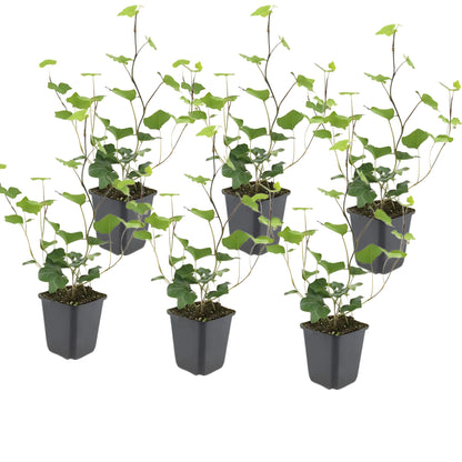 6x Ierse Klimop - ↕10-25cm - Ø9cm