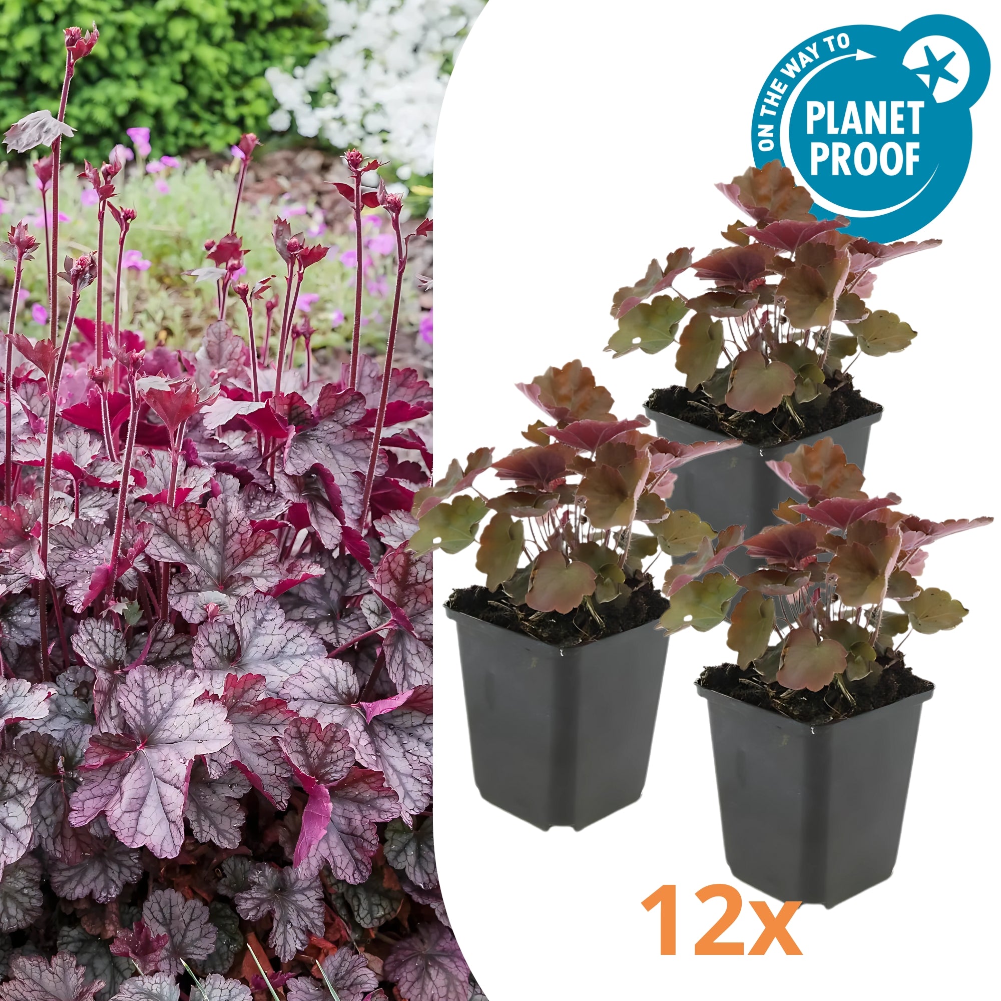12x Purperklokje - ↕10-25cm - Ø9cm