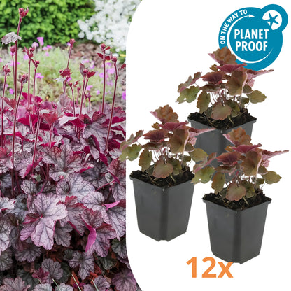 12x Purperklokje - ↕10-25cm - Ø9cm