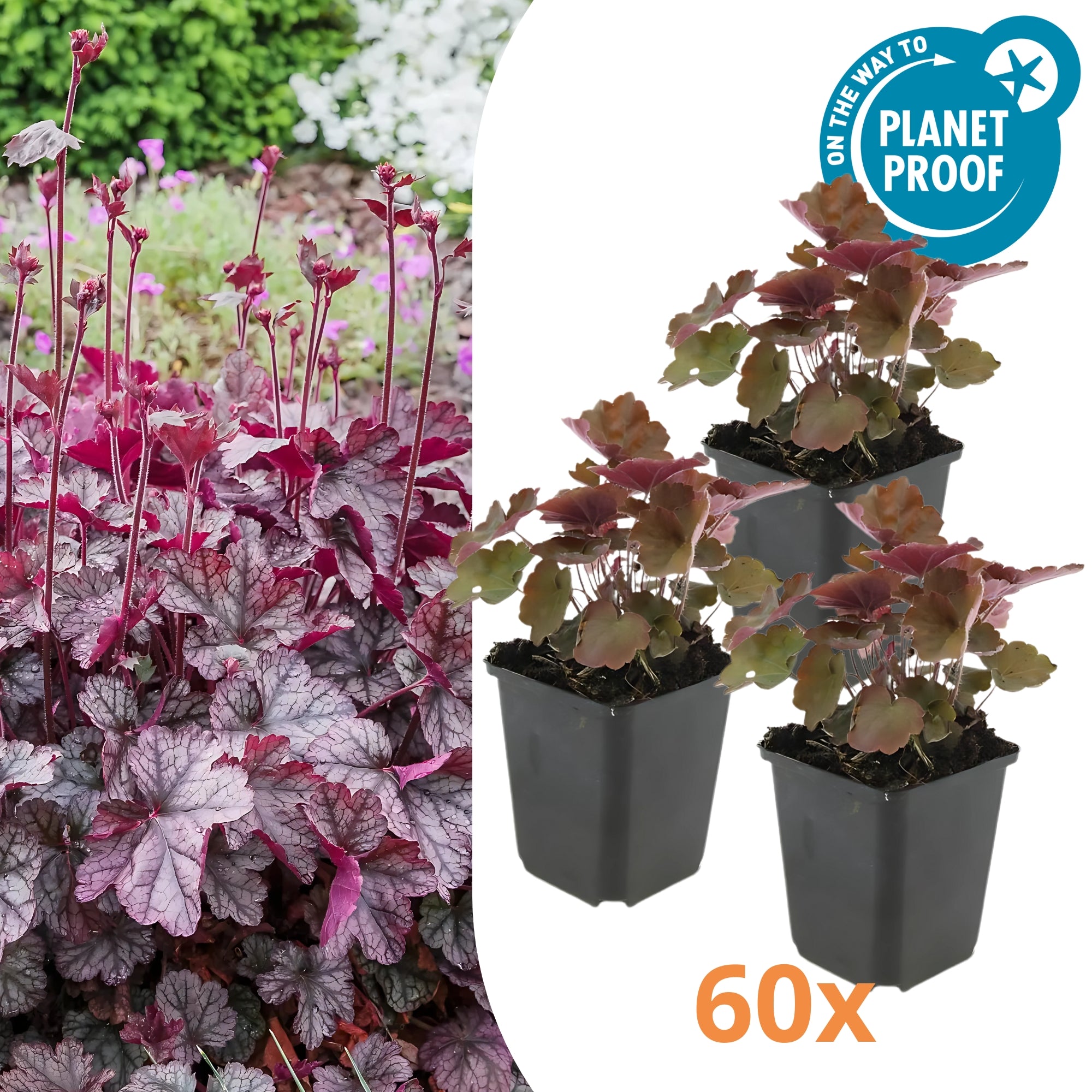 60x Purperklokje - ↕10-25cm - Ø9cm
