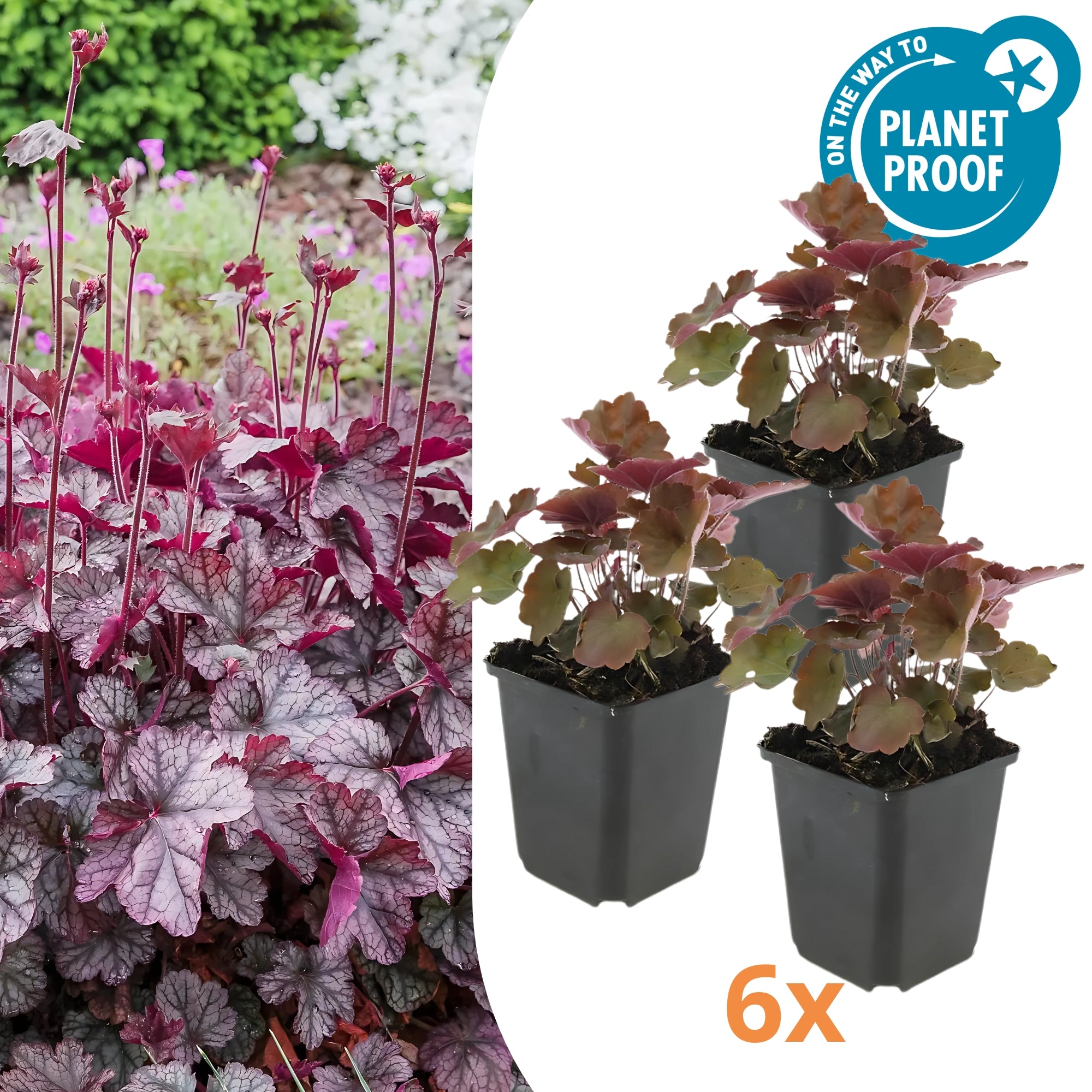 6x Purperklokje - ↕10-25cm - Ø9cm