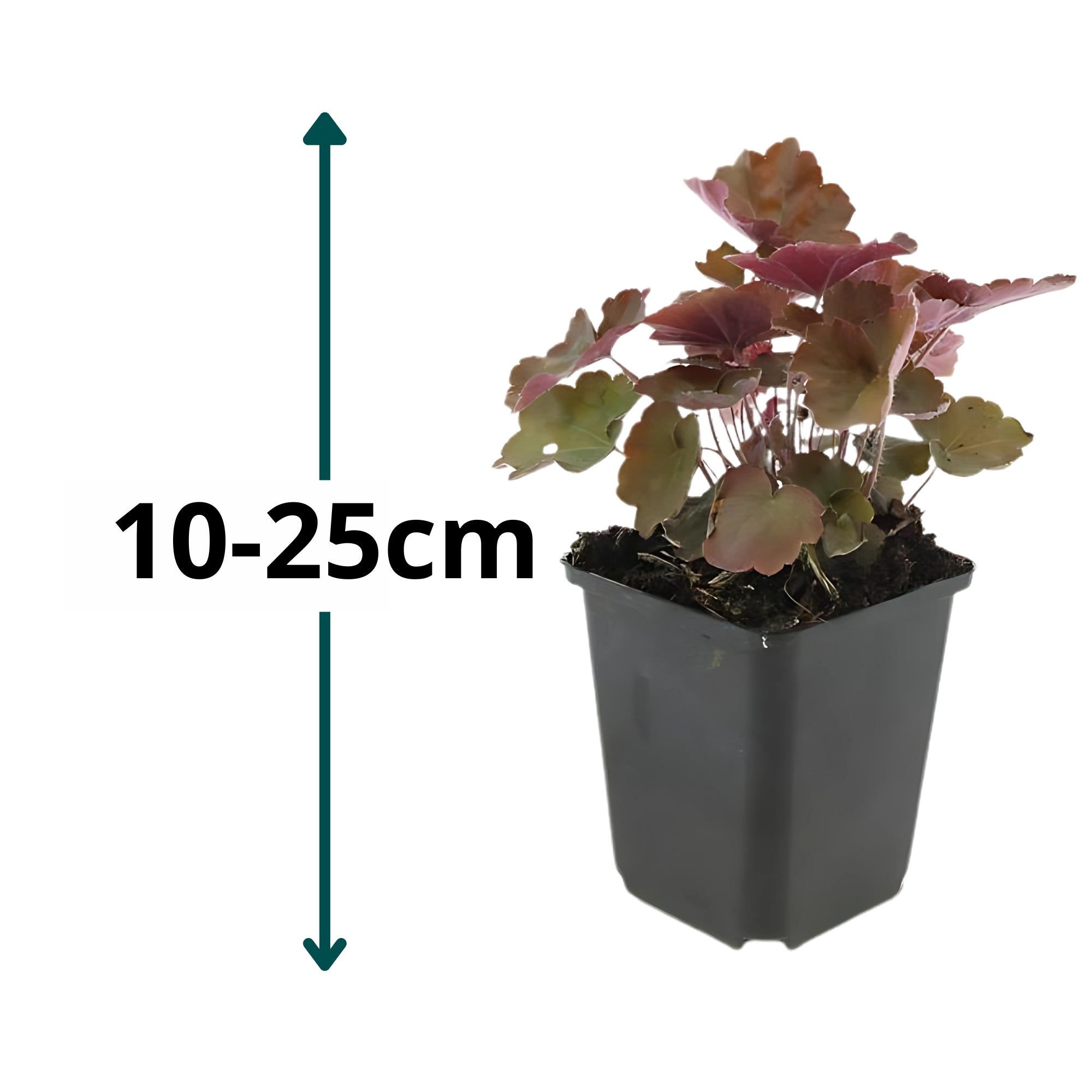 6x Purperklokje - ↕10-25cm - Ø9cm