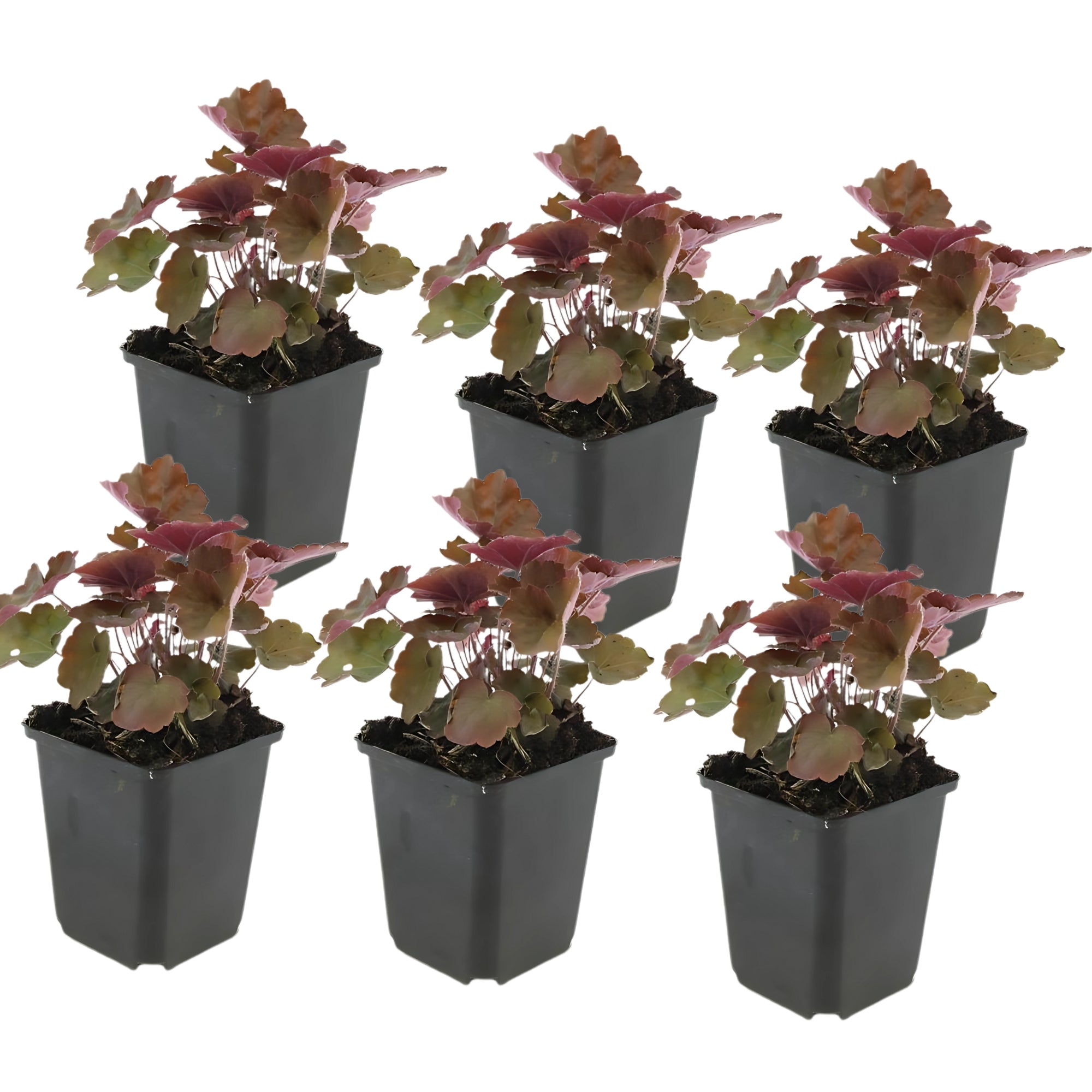 6x Purperklokje - ↕10-25cm - Ø9cm