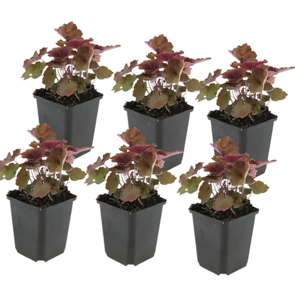 12x Purperklokje - ↕10-25cm - Ø9cm