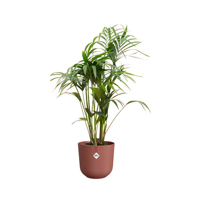 Kentia Palm ↕130cm - Ø26cm | Met ronde Elho Jazz pot - Toscaans rood