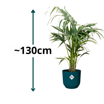 Kentia Palm ↕130cm - Ø25cm | Met ronde Elho Vibes Fold pot - Diepblauw