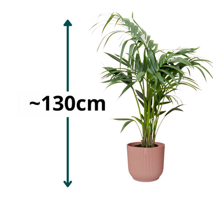 Kentia Palm ↕130cm - Ø25cm | Met ronde Elho Vibes Fold pot - Delicaat roze