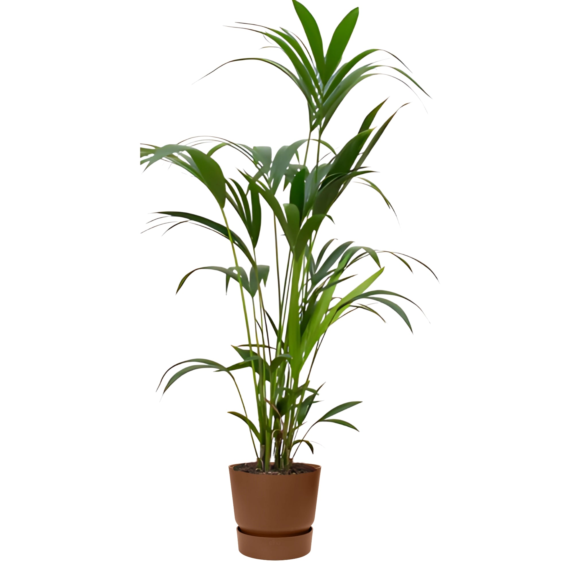 Kentia palm ↕160cm - Ø24cm | Met ronde Elho Greenville pot - Gemberbruin