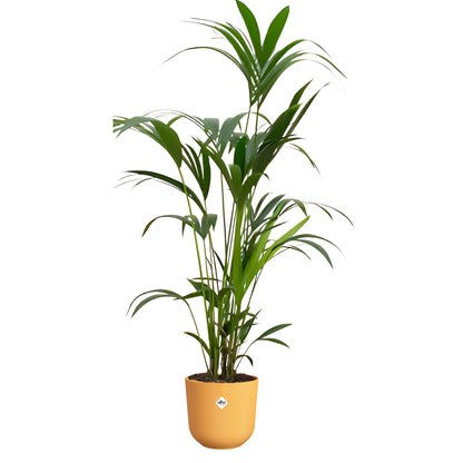 Kentia Palm ↕160cm - Ø26cm | Met ronde Elho Jazz pot - Amber geel