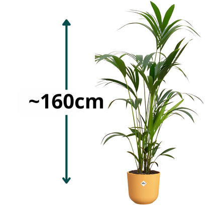 Kentia Palm ↕160cm - Ø26cm | Met ronde Elho Jazz pot - Amber geel