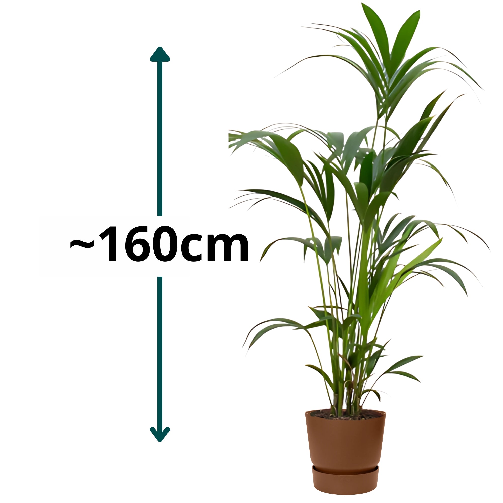 Kentia palm ↕160cm - Ø24cm | Met ronde Elho Greenville pot - Gemberbruin
