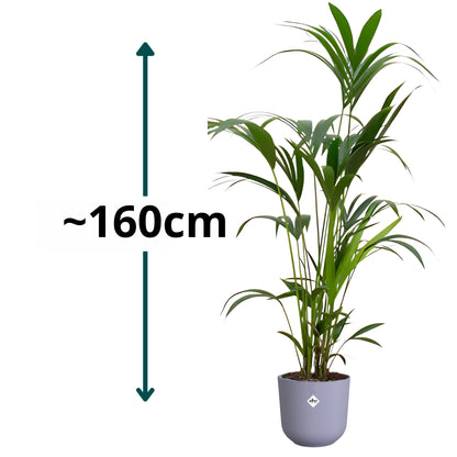 Kentia Palm ↕160cm - Ø26cm | Met ronde Elho Jazz pot - Lavendel Lila