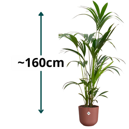 Kentia Palm ↕160cm - Ø26cm | Met ronde Elho Jazz pot - Toscaans rood