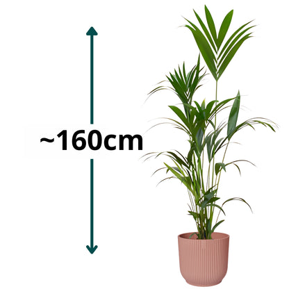 Kentia Palm ↕160cm - Ø30cm | Met ronde Elho Vibes Fold pot - Delicaat Roze