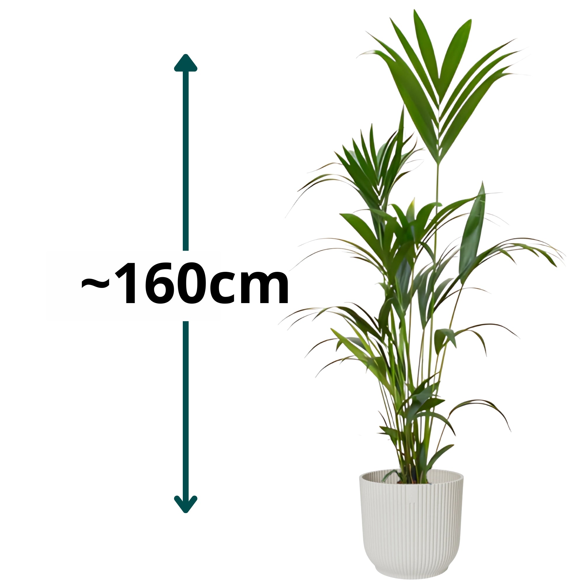 Kentia Palm ↕160cm - Ø30cm | Met ronde Elho Vibes Fold pot - Zijdewit