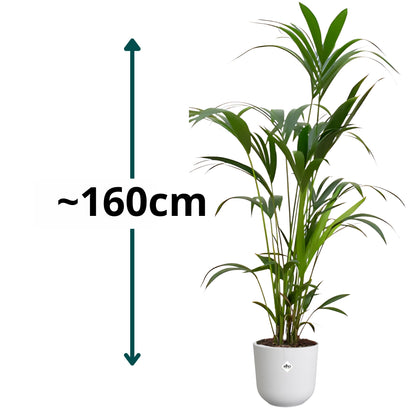 Kentia Palm ↕160cm - Ø26cm | Met ronde Elho Jazz pot - Zijdewit