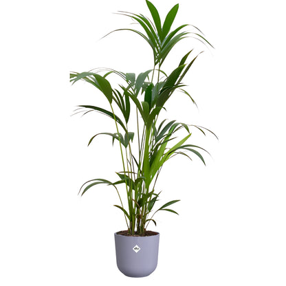 Kentia Palm ↕160cm - Ø26cm | Met ronde Elho Jazz pot - Lavendel Lila