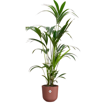 Kentia Palm ↕160cm - Ø26cm | Met ronde Elho Jazz pot - Toscaans rood