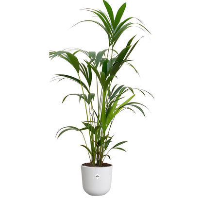 Kentia Palm ↕160cm - Ø26cm | Met ronde Elho Jazz pot - Zijdewit