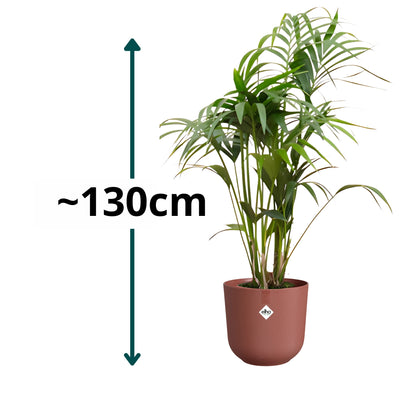 Kentia Palm ↕130cm - Ø26cm | Met ronde Elho Jazz pot - Toscaans rood