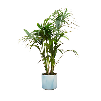 Kentia Palm ↕130cm - Ø22cm | Met ronde Elho Ocean pot - Atlantisch blauw