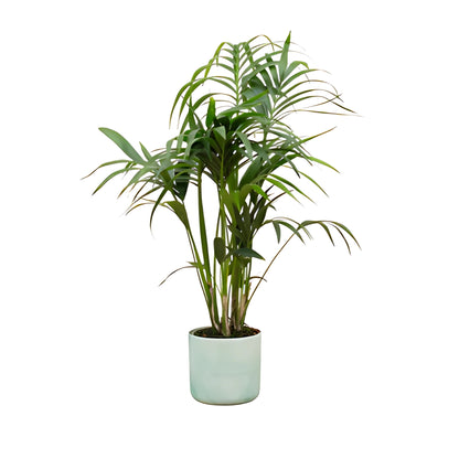 Kentia Palm ↕130cm - Ø22cm | Met ronde Elho Ocean pot - Pacifisch groen