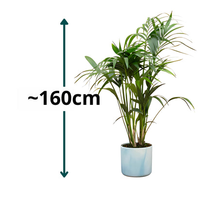 Kentia Palm ↕130cm - Ø22cm | Met ronde Elho Ocean pot - Atlantisch blauw