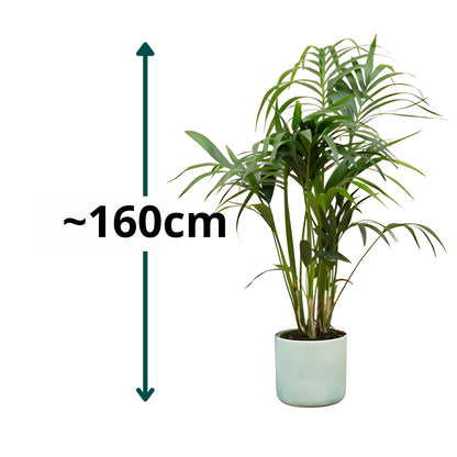 Kentia Palm ↕130cm - Ø22cm | Met ronde Elho Ocean pot - Pacifisch groen