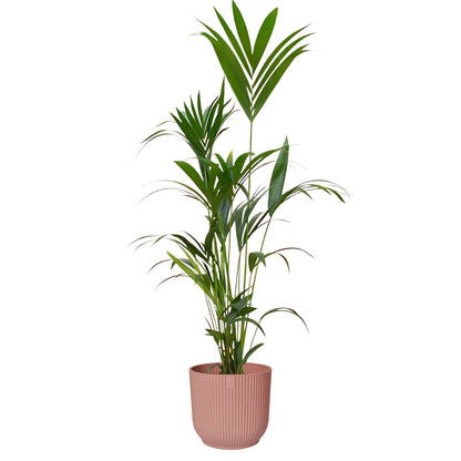 Kentia Palm ↕160cm - Ø30cm | Met ronde Elho Vibes Fold pot - Delicaat Roze